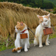 Image for article titled Cats Are the Cutest Guides to Japan